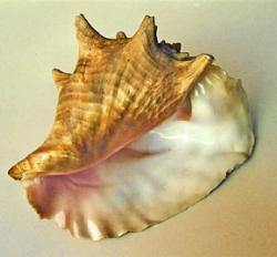 Conch22